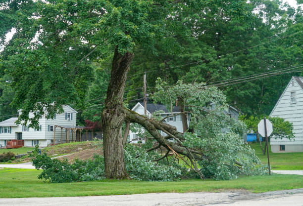 How Our Tree Care Process Works  in  Sun City, AZ