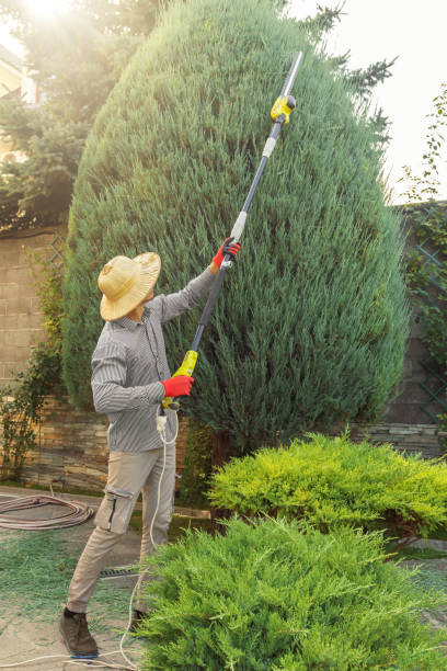 Lawn Grading and Leveling in Sun City, AZ